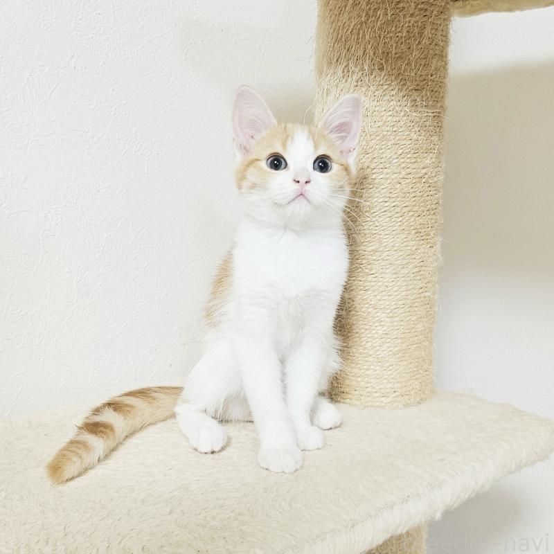 販売中の茨城県のミヌエット-136222の5枚目