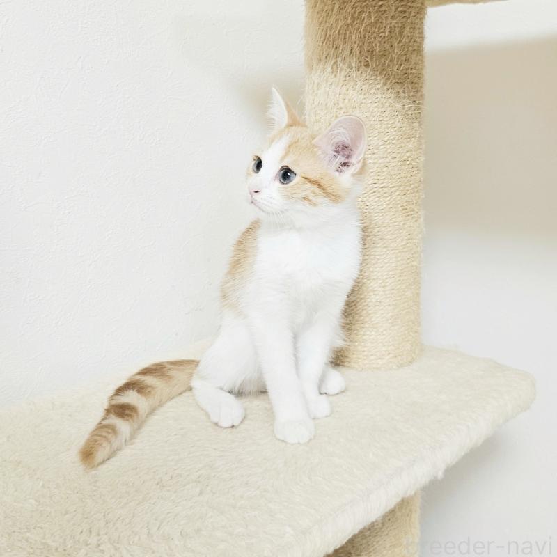 販売中の茨城県のミヌエット-136222の4枚目