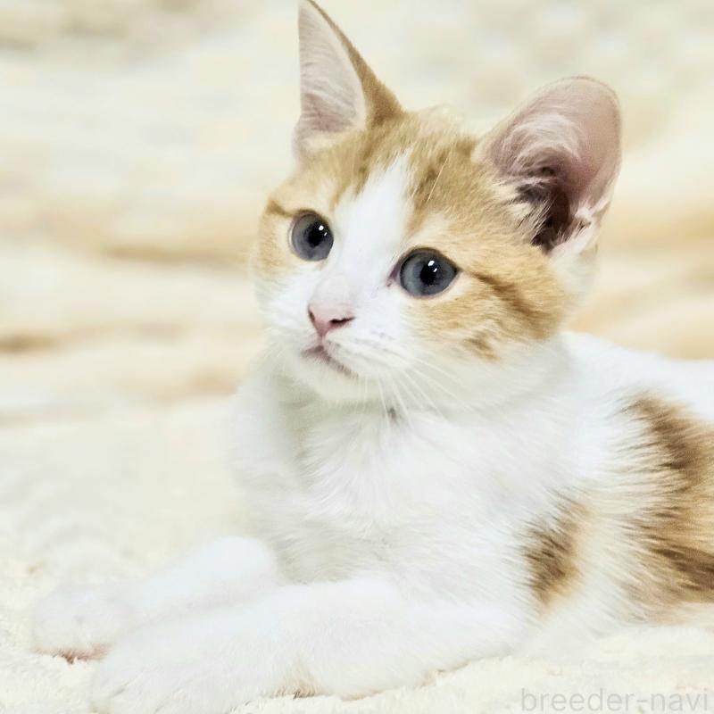 販売中の茨城県のミヌエット-136222の3枚目