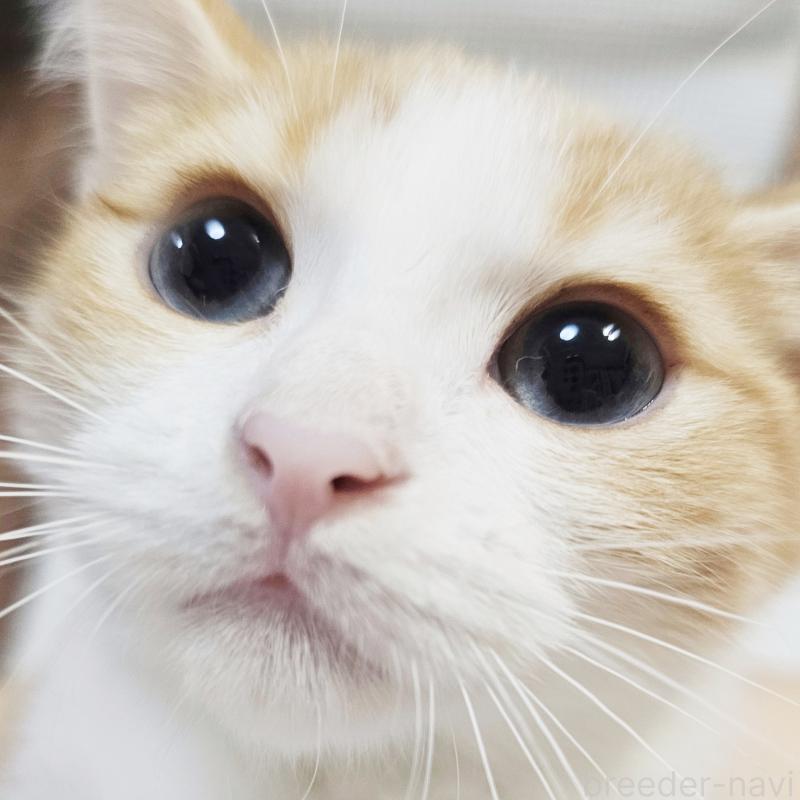 販売中の茨城県のミヌエット-136222の2枚目