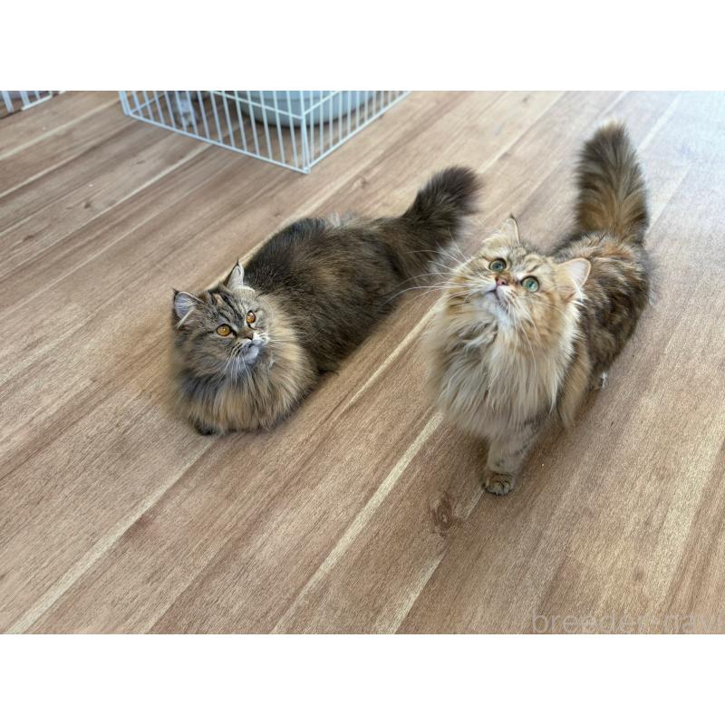 販売中の長野県のミヌエット-131668の2枚目