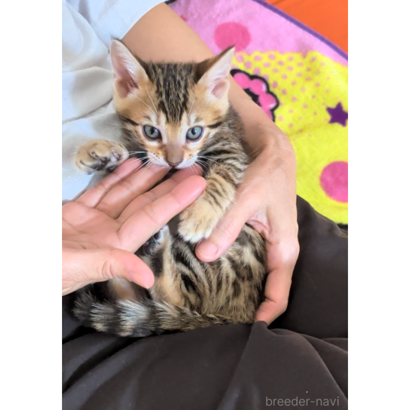 販売中の埼玉県のベンガル-139706の12枚目