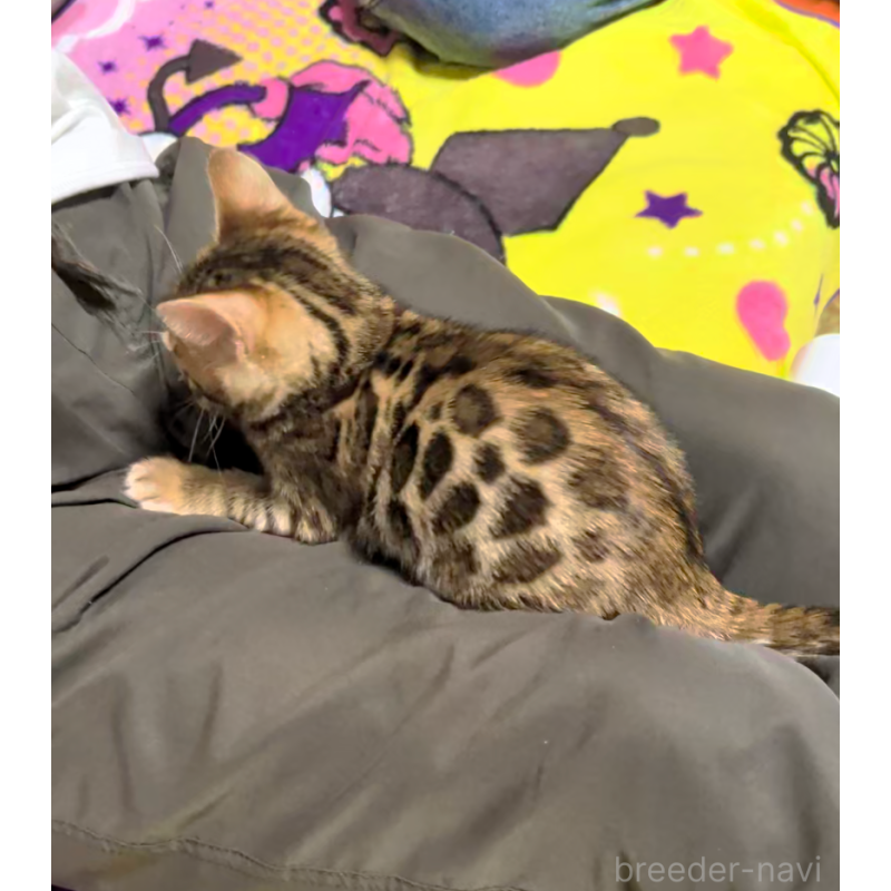 販売中の埼玉県のベンガル-139706の11枚目