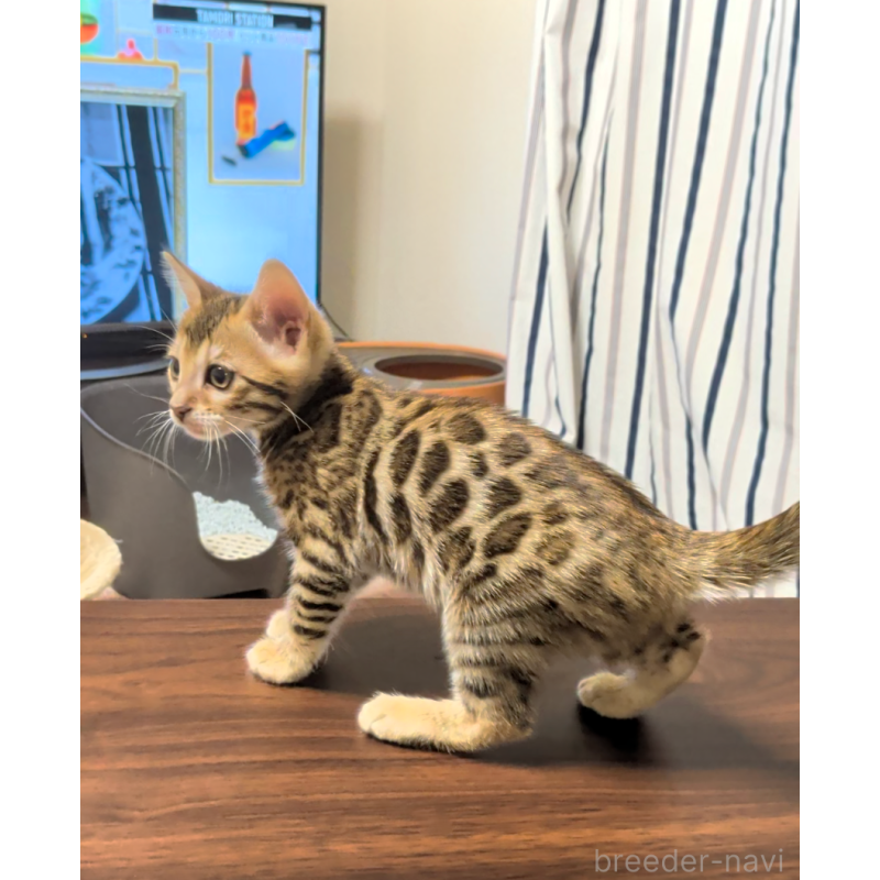 販売中の埼玉県のベンガル-139706の10枚目