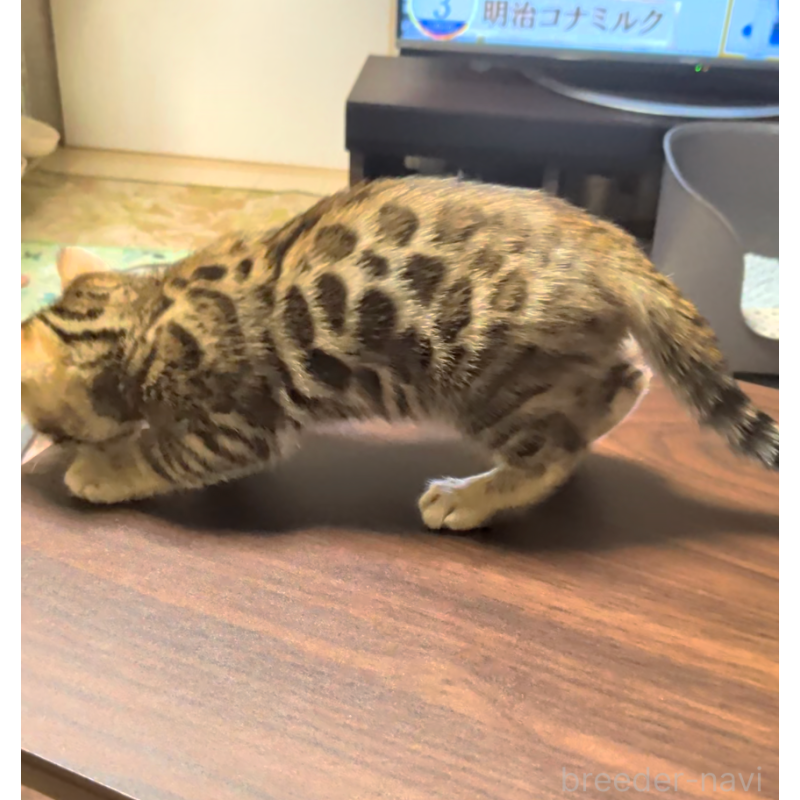 販売中の埼玉県のベンガル-139706の9枚目