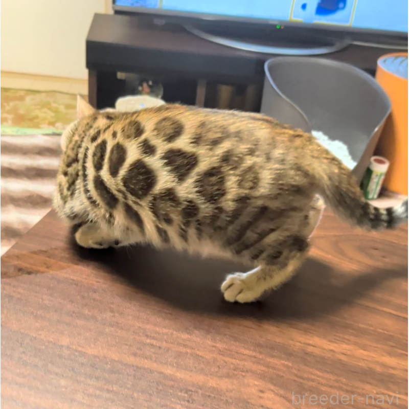 販売中の埼玉県のベンガル-139706の8枚目