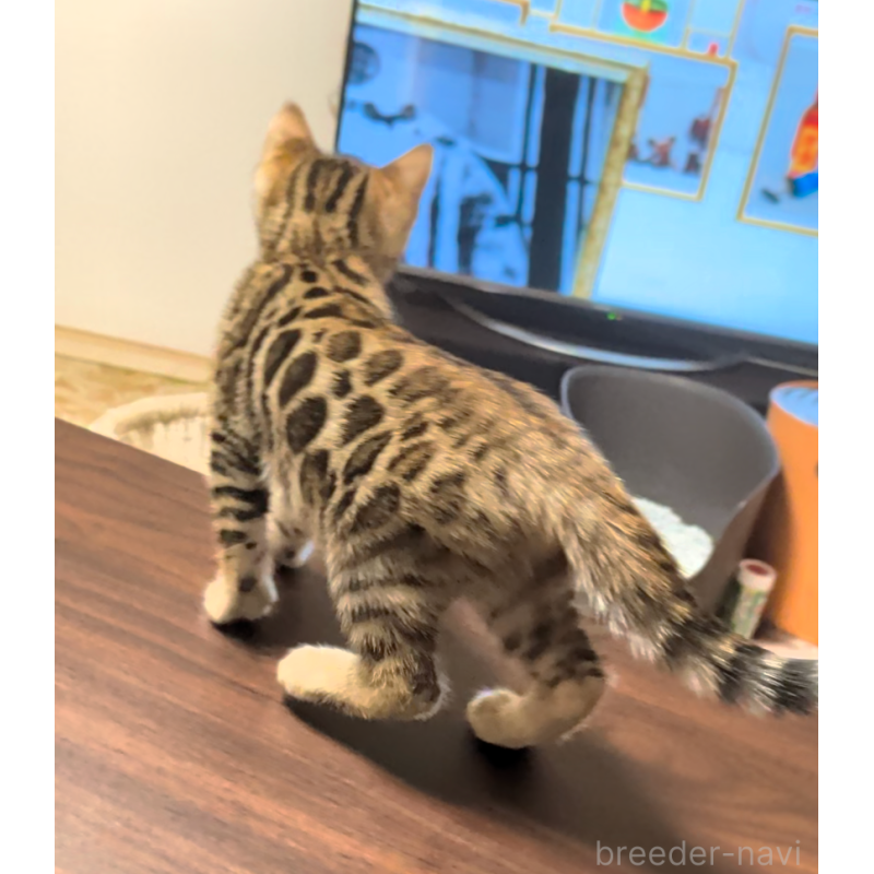 販売中の埼玉県のベンガル-139706の6枚目