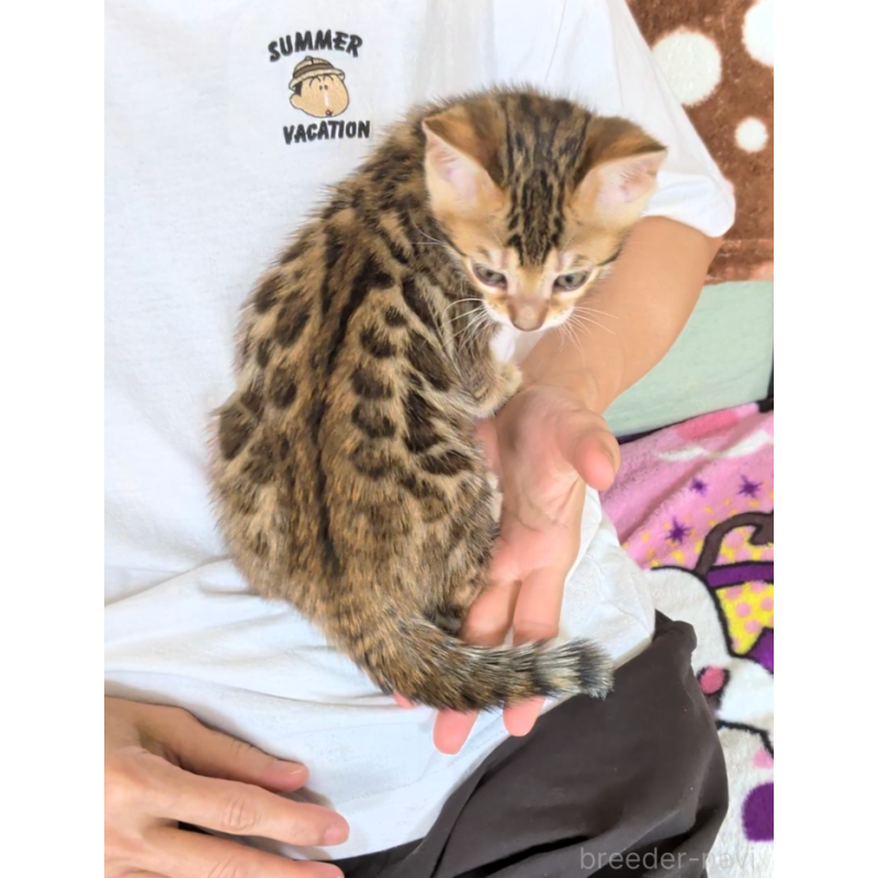 販売中の埼玉県のベンガル-139706の5枚目