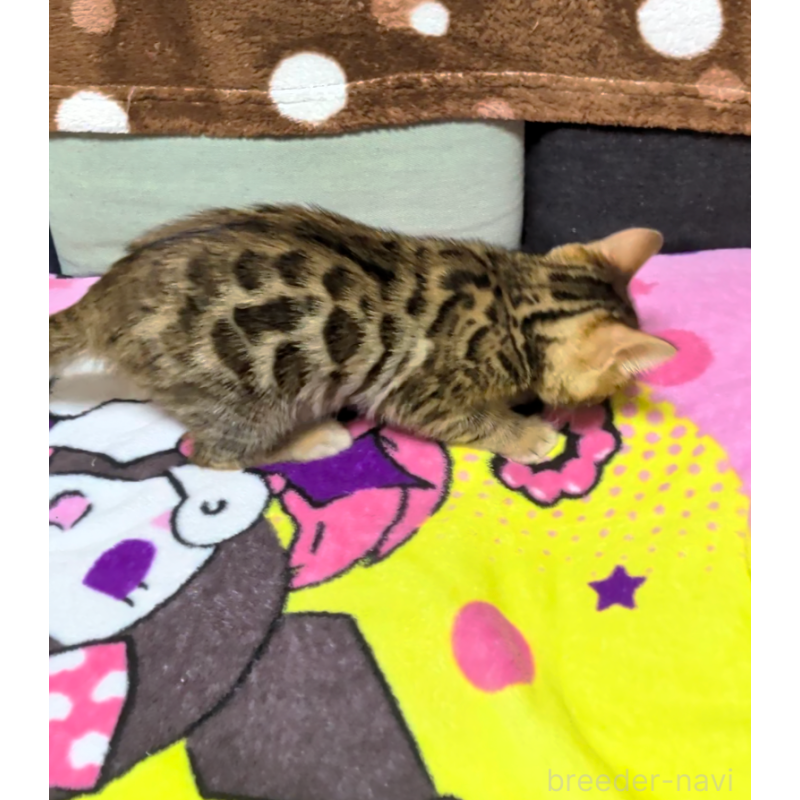 販売中の埼玉県のベンガル-139706の3枚目