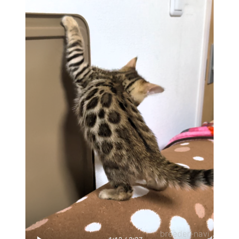 販売中の埼玉県のベンガル-139706の2枚目