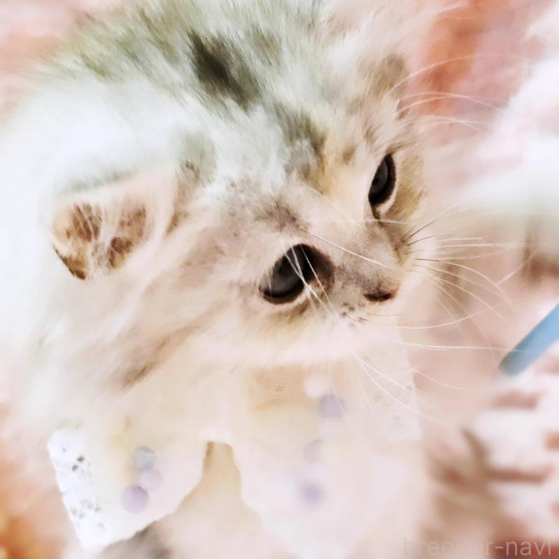 販売中の茨城県のミヌエット-139708の19枚目