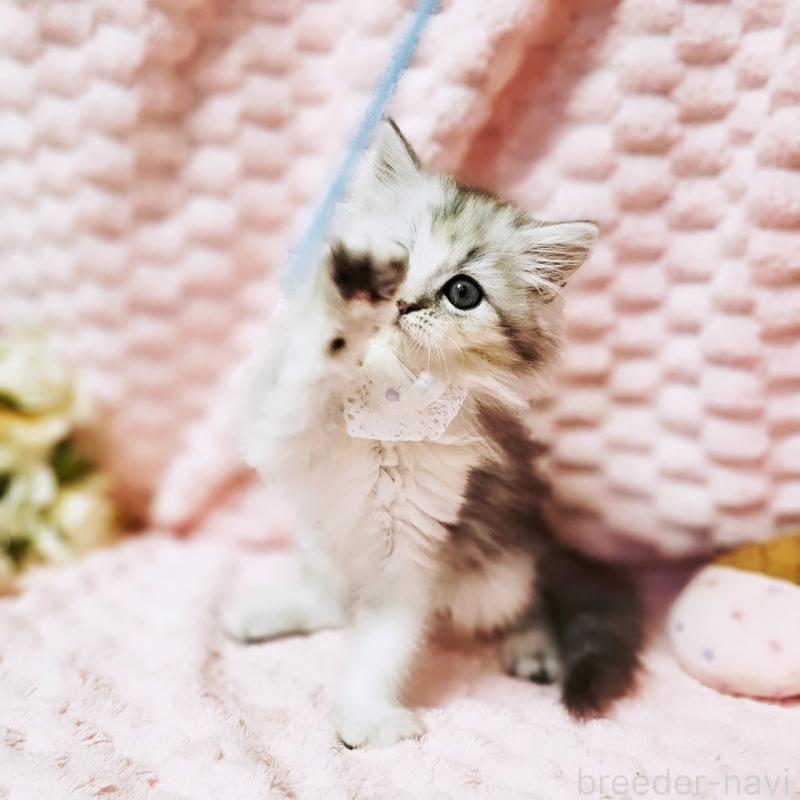 販売中の茨城県のミヌエット-139708の18枚目