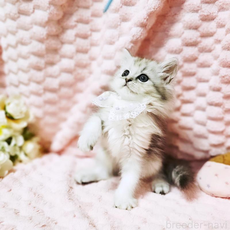 販売中の茨城県のミヌエット-139708の17枚目