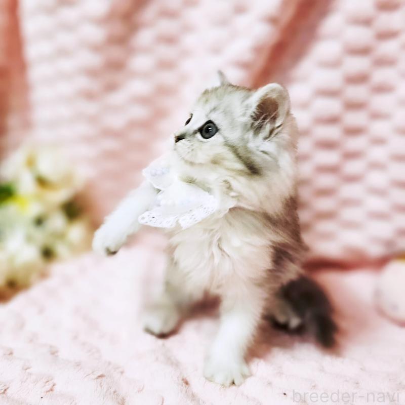 販売中の茨城県のミヌエット-139708の16枚目