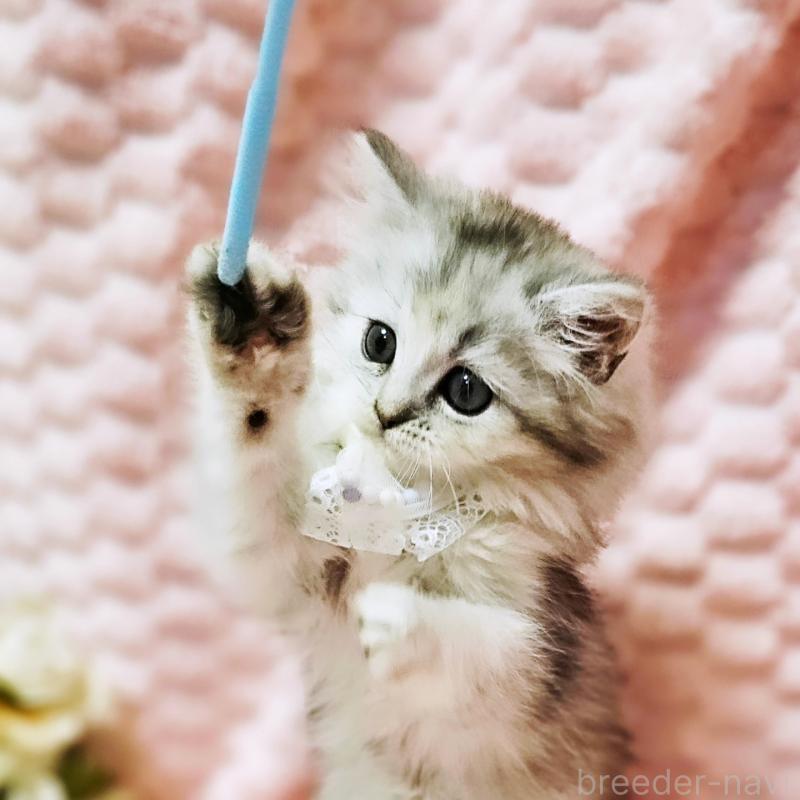 販売中の茨城県のミヌエット-139708の14枚目