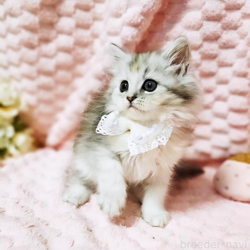 販売中の茨城県のミヌエット-139708の13枚目