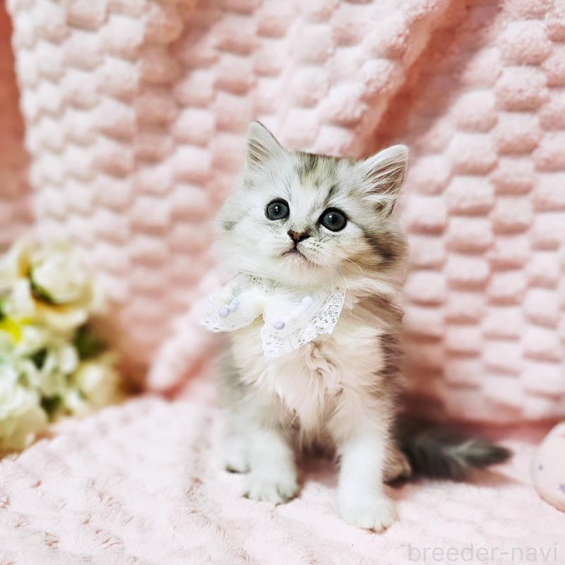 販売中の茨城県のミヌエット-139708の11枚目