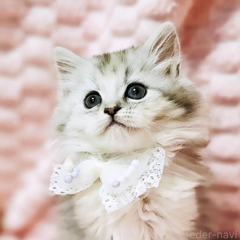 販売中の茨城県のミヌエット-139708の10枚目