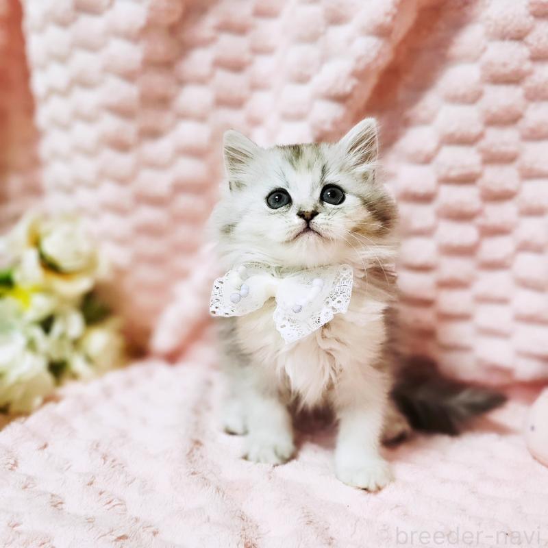 販売中の茨城県のミヌエット-139708の9枚目