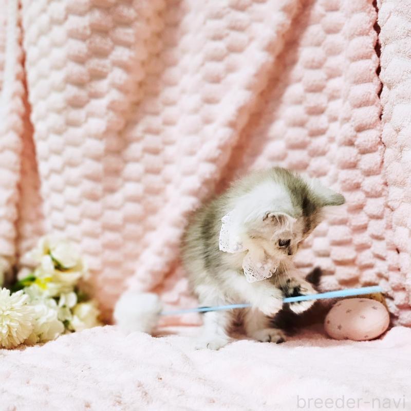 販売中の茨城県のミヌエット-139708の7枚目