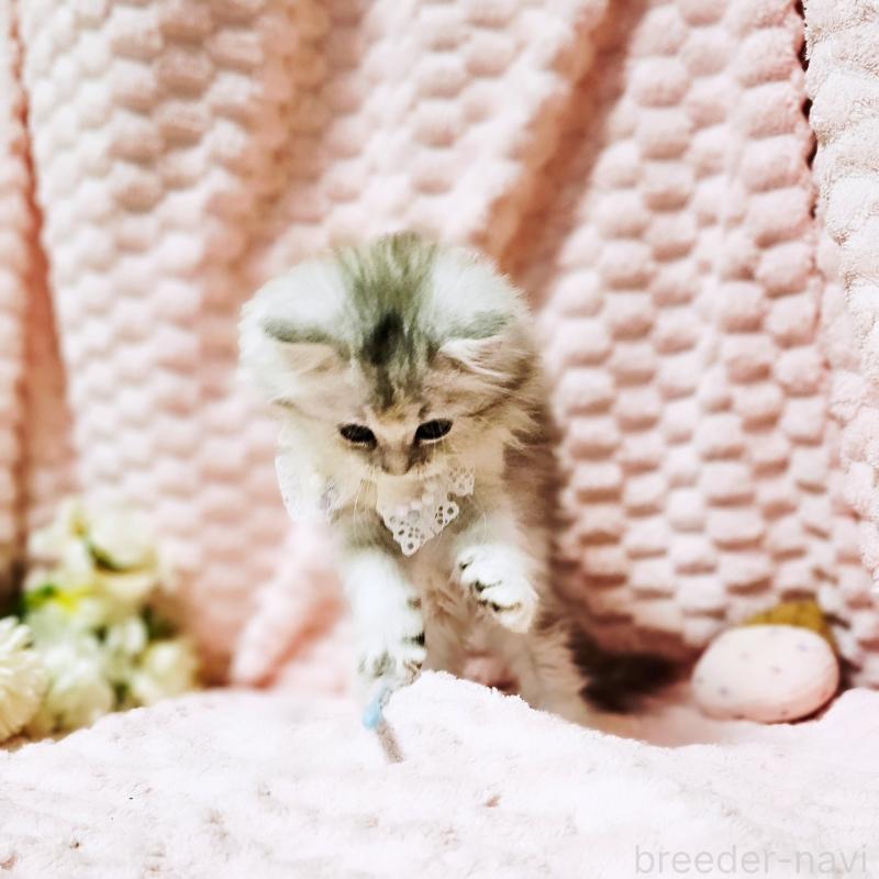 販売中の茨城県のミヌエット-139708の6枚目