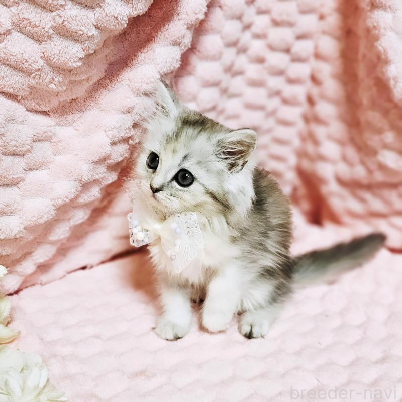 販売中の茨城県のミヌエット-139708の3枚目