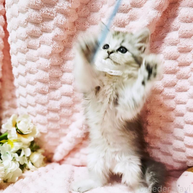 販売中の茨城県のミヌエット-139708の2枚目