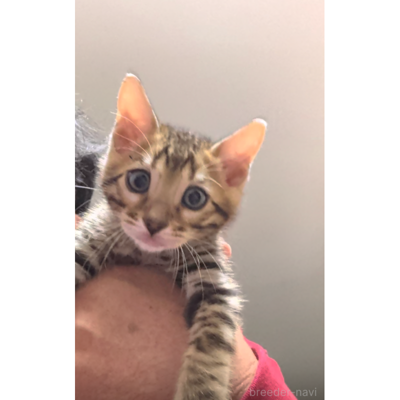 販売中の埼玉県のベンガル-139709の8枚目