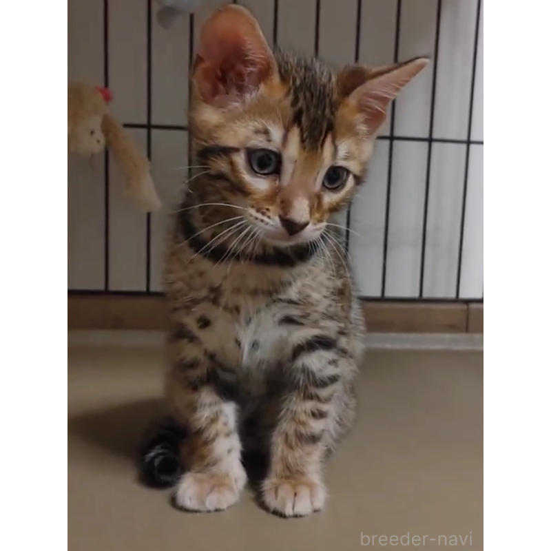 販売中の埼玉県のベンガル-139709の6枚目