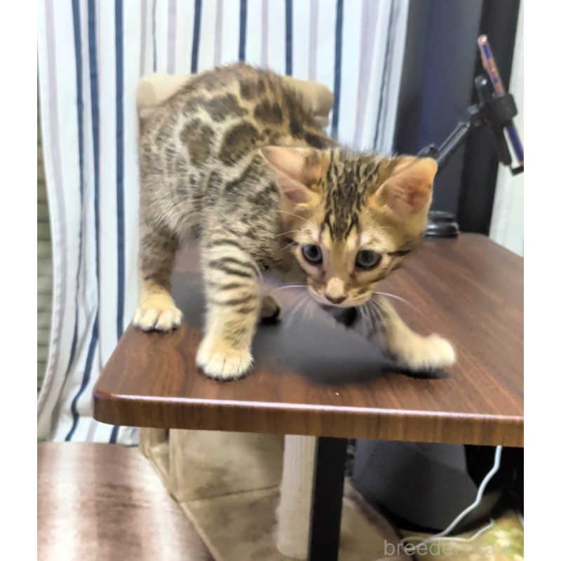 販売中の埼玉県のベンガル-139709の5枚目