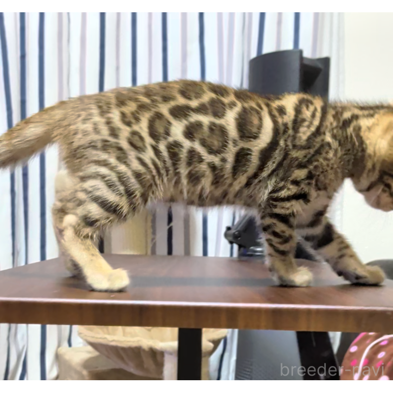 販売中の埼玉県のベンガル-139709の4枚目