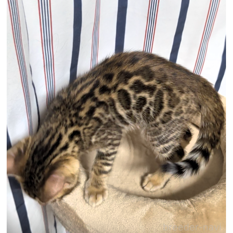 販売中の埼玉県のベンガル-139709の3枚目