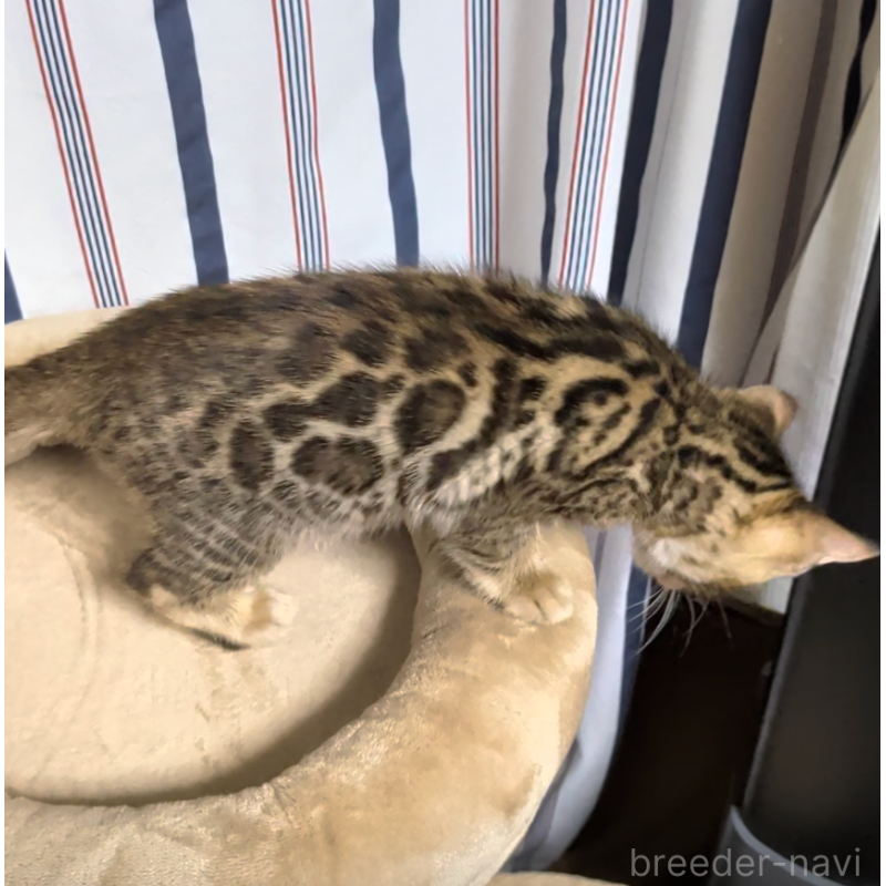 販売中の埼玉県のベンガル-139709の2枚目