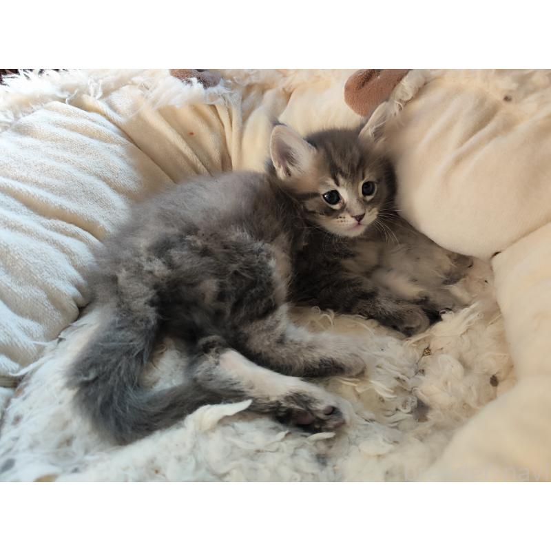 販売中の千葉県のメインクーン-139121の2枚目