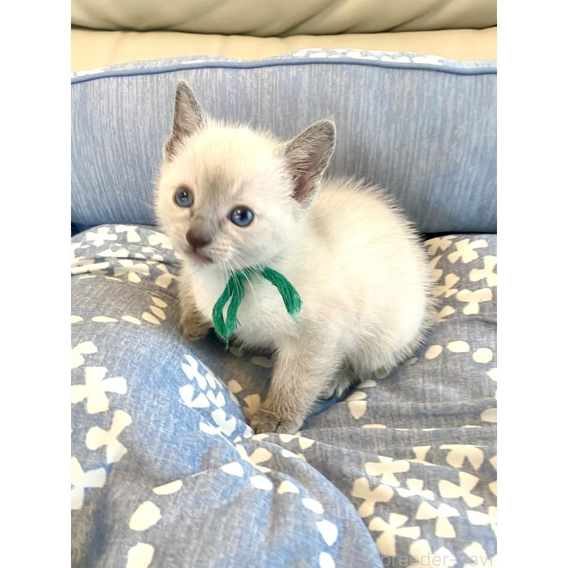 販売中の東京都のロシアンブルー-139074