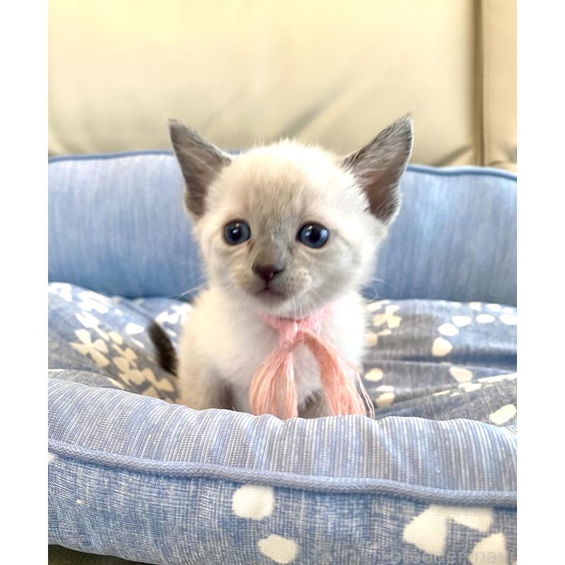 販売中の東京都のロシアンブルー-139070