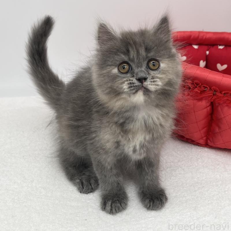 販売中の愛知県のミヌエット-139644の5枚目