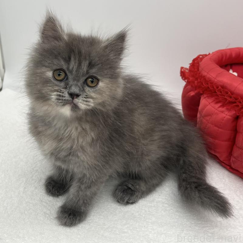 販売中の愛知県のミヌエット-139644の4枚目