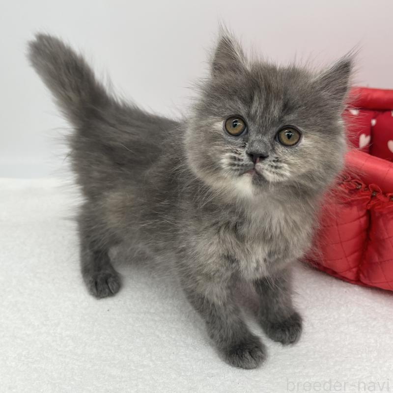 販売中の愛知県のミヌエット-139644の3枚目