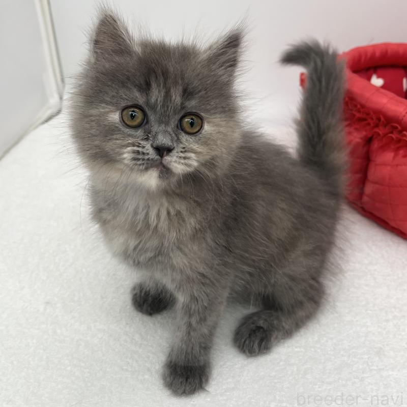 販売中の愛知県のミヌエット-139644の1枚目