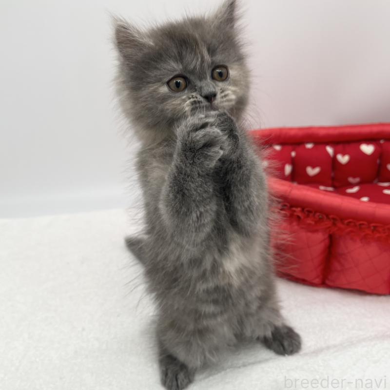 販売中の愛知県のミヌエット-139644の2枚目