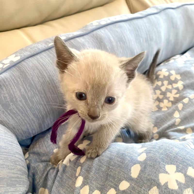 販売中の東京都のロシアンブルー-139076