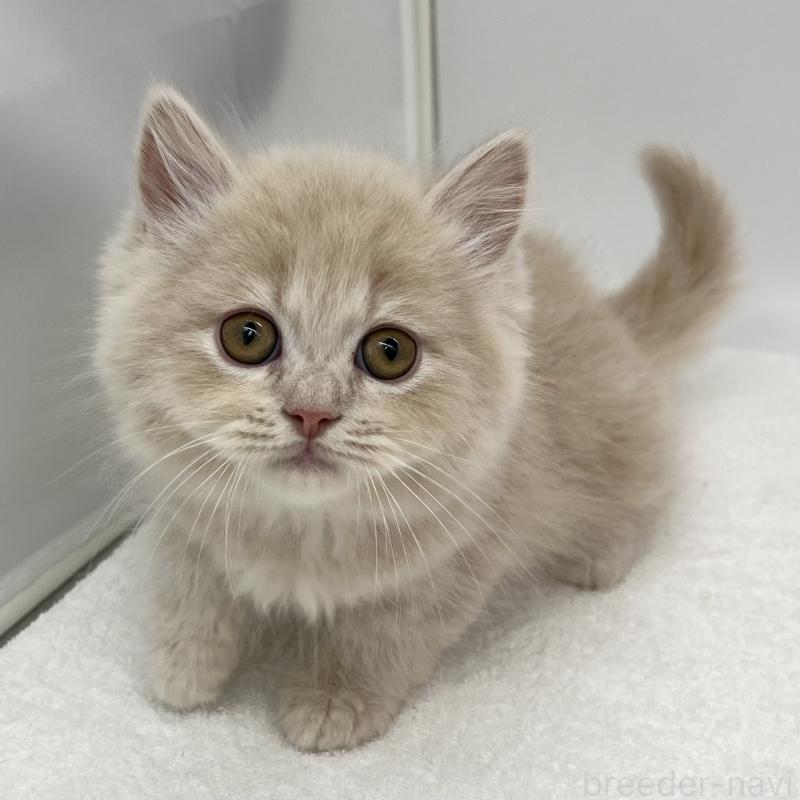 販売中の愛知県のミヌエット-139645