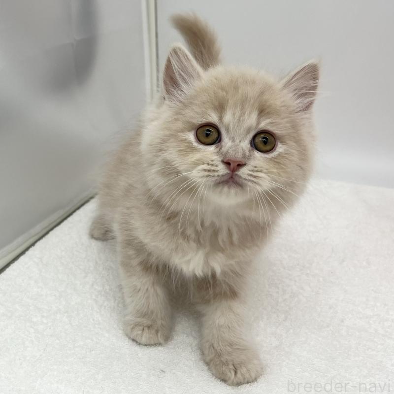 販売中の愛知県のミヌエット-139645の5枚目