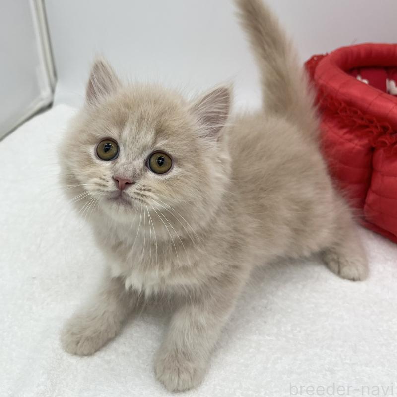 販売中の愛知県のミヌエット-139645の4枚目