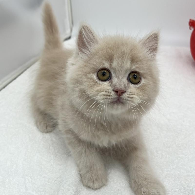 販売中の愛知県のミヌエット-139645の3枚目