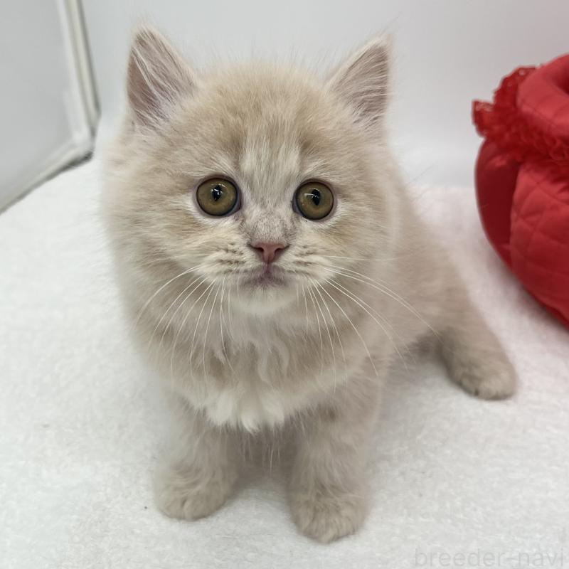 販売中の愛知県のミヌエット-139645の2枚目