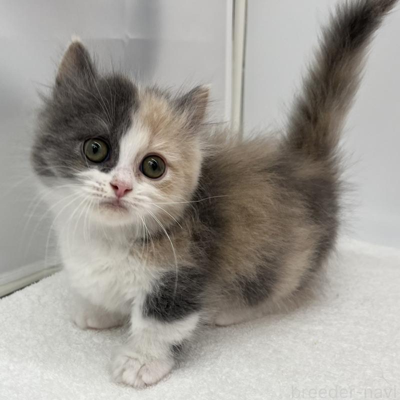 販売中の愛知県のミヌエット(短足)-139646