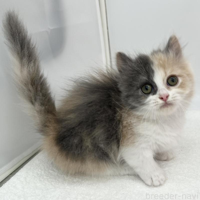 販売中の愛知県のミヌエット(短足)-139646の5枚目