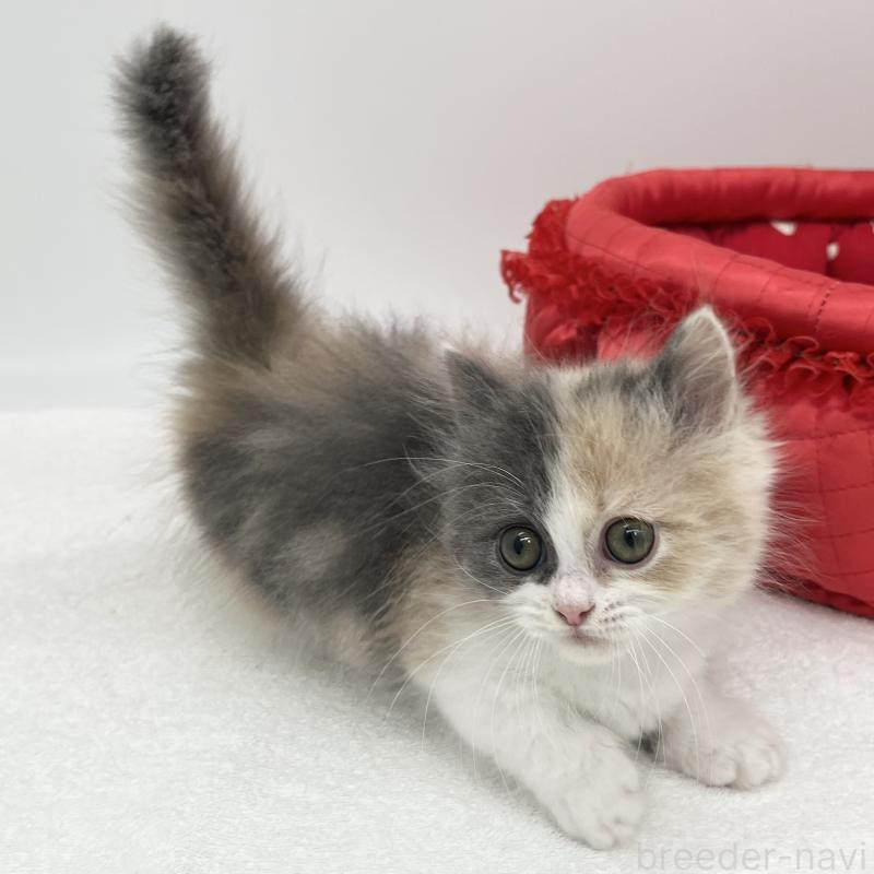 販売中の愛知県のミヌエット(短足)-139646の3枚目